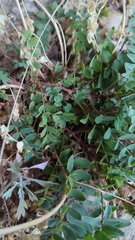 Astragalus praelongus