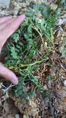 Astragalus praelongus