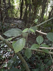 Urera baccifera