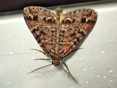 Pseudocoremia productata