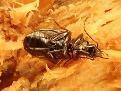 Agonum fuliginosum