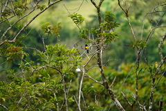 Icterus prosthemelas