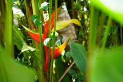 Amazilia tzacatl