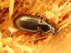 Agonum fuliginosum