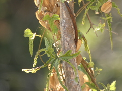 Dioscorea brachybotrya