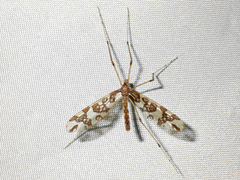 Mischoderus annuliferus
