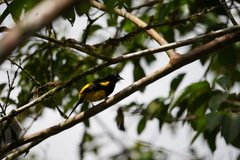 Icterus prosthemelas