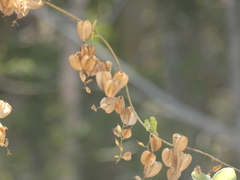 Dioscorea brachybotrya