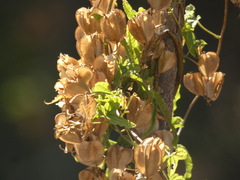 Dioscorea brachybotrya