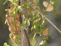 Dioscorea brachybotrya