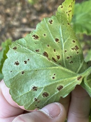 Puccinia pelargonii-zonalis