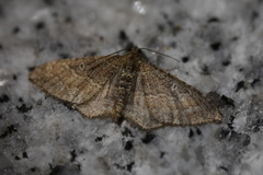 Orthonama obstipata