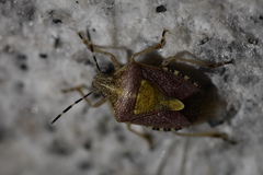 Dolycoris