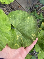 Puccinia pelargonii-zonalis
