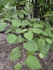 Tilia miqueliana