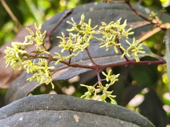 Myxopyrum smilacifolium