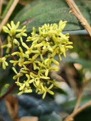 Myxopyrum smilacifolium