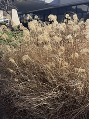 Miscanthus