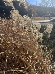 Miscanthus