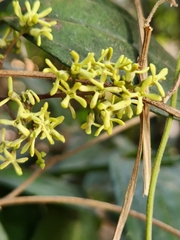 Myxopyrum smilacifolium