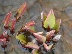 Anemopsis californica