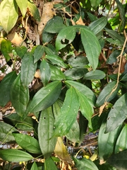 Myxopyrum smilacifolium
