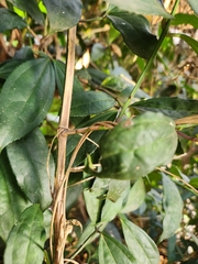 Myxopyrum smilacifolium