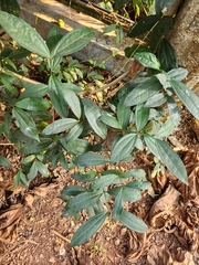 Myxopyrum smilacifolium