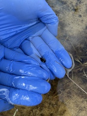 Bufo spinosus
