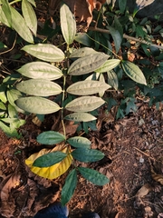 Myxopyrum smilacifolium