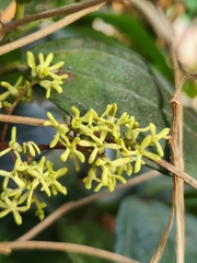 Myxopyrum smilacifolium