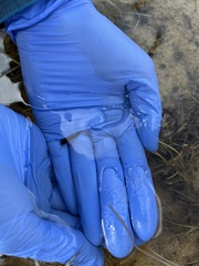 Bufo spinosus