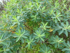 Euphorbia paniculata