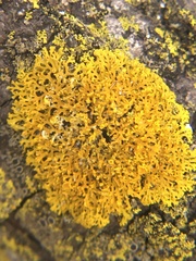 Xanthomendoza weberi