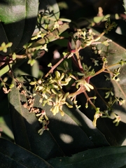 Myxopyrum smilacifolium