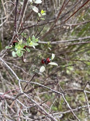 Chrysomela populi
