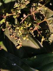 Myxopyrum smilacifolium