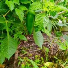 Capsicum baccatum
