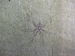 Tamopsis brisbanensis