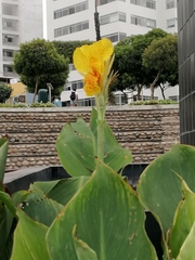 Canna glauca