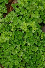 Chrysosplenium oppositifolium