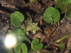 Dichondra carolinensis