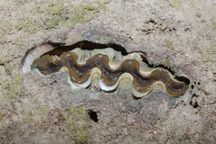 Tridacna crocea