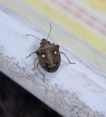 Eysarcoris guttigerus