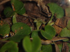 Dichondra carolinensis