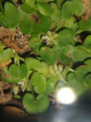 Dichondra carolinensis