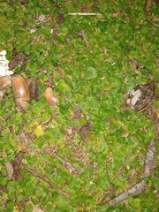 Dichondra carolinensis