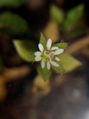 Stellaria media