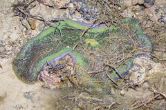 Stichodactyla gigantea