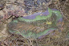 Stichodactyla gigantea